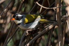 Arremon flavirostris