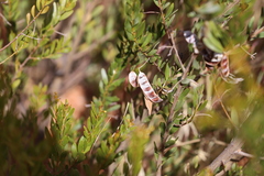 Acacia melleodora