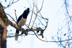 Cyanocorax cyanopogon