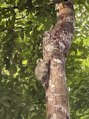 Galeopterus variegatus