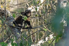 Sapajus robustus