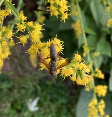 Polistes metricus