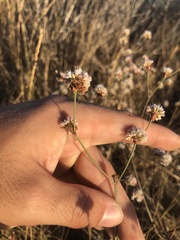 Eriogonum nudum nudum