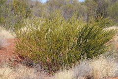 Acacia melleodora