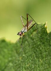 Micropeza corrigiolata
