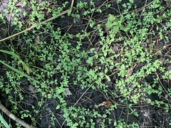 Galium palustre