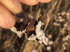 Eriogonum nudum nudum