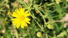 Heterotheca subaxillaris