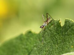 Micropeza corrigiolata