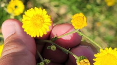 Heterotheca subaxillaris