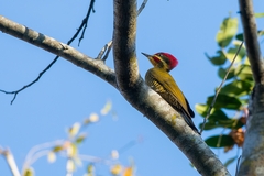 Piculus chrysochloros