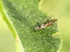 Micropeza corrigiolata