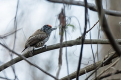 Picumnus albosquamatus