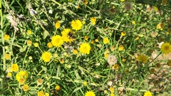 Heterotheca subaxillaris