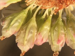Eriogonum nudum nudum