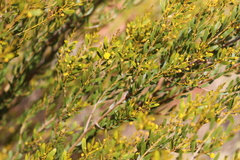 Acacia melleodora