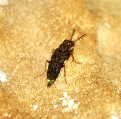 Ontholestes cingulatus