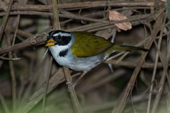 Arremon franciscanus