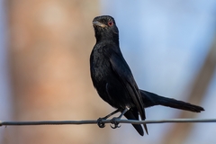 Knipolegus franciscanus