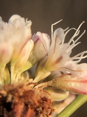 Eriogonum nudum nudum