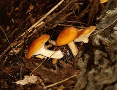 Cuphophyllus pratensis
