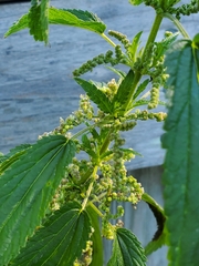 Urtica gracilis