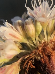 Eriogonum nudum nudum