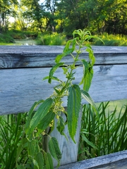 Urtica gracilis