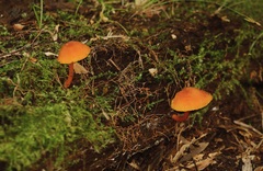 Marasmius elegans