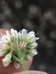 Eriogonum nudum nudum