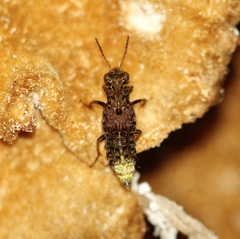 Ontholestes cingulatus