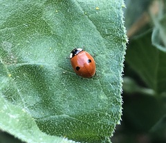 Adalia bipunctata