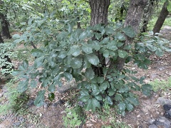 Quercus aliena