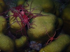 Ophioderma rubicunda