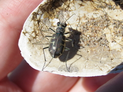 Cicindela hirticollis