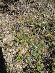 Cyperus plukenetii