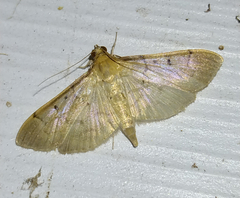 Herpetogramma bipunctalis