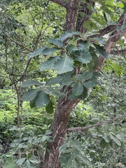 Quercus aliena