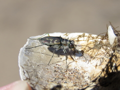 Cicindela hirticollis