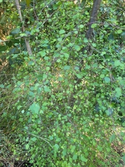Plagianthus regius