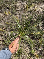 Cyperus plukenetii
