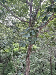 Quercus aliena