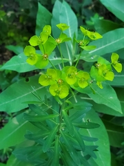 Euphorbia virgata