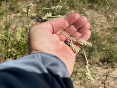 Froelichia floridana