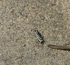 Cicindela hirticollis