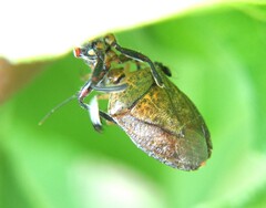 Asopinae