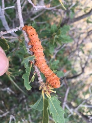 Anisota oslari