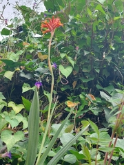 Dichromanthus cinnabarinus