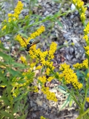 Hoplitimyia constans