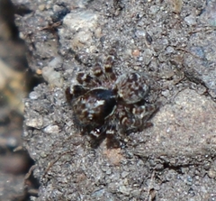 Pseudeuophrys erratica